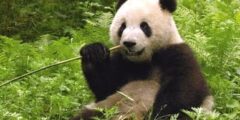 الباندا معلومات كامله عن حيوان الباندا 2