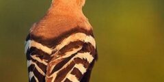 كل ما تود معرفته عن طائر الهدهد – upupa 5