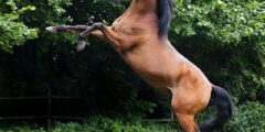 الحصان العربي الأصيل – الخيول 2022