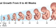 نمو الجنين